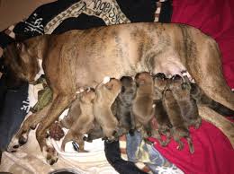 This page provides a listing of ohio boxer breeders. Boxer Pups For Sale In Ohio Petswall