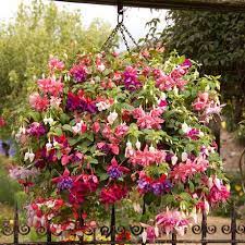 Pin On Garden Designs