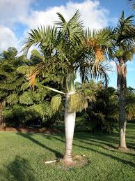 Image result for Hyophorbe verschaffeltii