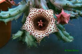 Image result for Huernia verekeri