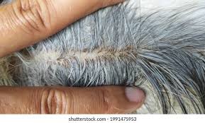 Image result for what do lice look like in dog fur