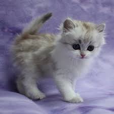 Cats Katzen Ragamuffin Kittens Baby Cats Kittens Cutest