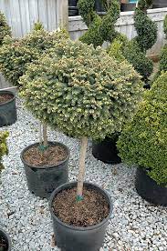 Little Gem Spruce Tree Form Picea Abies Little Gem Tree Form At Connon Nurseries Cbv Norway Spruce Tree Dwarf Trees For Landscaping Norway Spruce