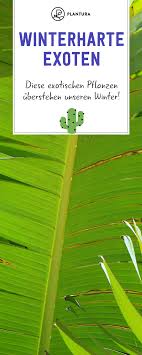 Winterharte Exoten Robuste Bananen Kakteen Co Plantura Bambus Pflanzen Winterhart Exotische Pflanzen