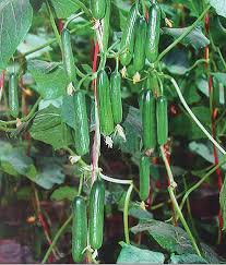 Plant these cucumber mini munch plants x 3, in a pot in a greenhouse to produce an earlier crop. Cu10 Xiuzhen F1 Hybrid Cucumber Seeds Of Chinese Mini Cucumber Seeds China F1 Hybrid Cucumber Seeds Parthenocarpy Type