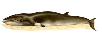 Until recently the minke whale, found in all oceans of the world, was considered to be just one species. Common Minke Whale Wikipedia