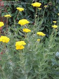 Fernleaf Yarrow Flower Uses Best Flower Wallpaper