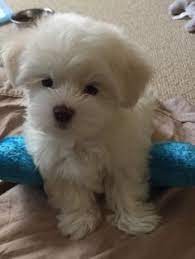 900 Puppies And Poems Ideas In 2021 Puppies Cute Dogs Cute Animals