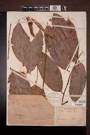 Image result for Panda oleosa