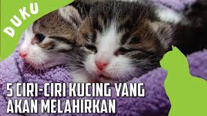 Kucing akan menyembunyikan diri sebelum dia mati kerana naluri mandiri (survival instinct). Dunia Kucing Eps 35 5 Ciri Ciri Kucing Yang Akan Melahirkan Youtube