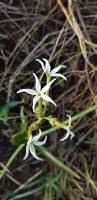 Image result for Orthanthera jasminiflora