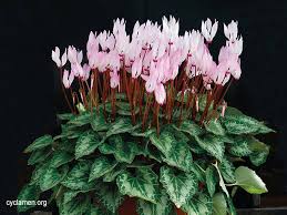 Image result for Cyclamen parviflorum