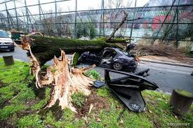Les deux tempêtes de décembre 1999 ont causé en france, la destruction d'environ 500 000 hectares de forêts. Tempete En Ile De France Chutes D Arbres Rafale De Vent A 117 Km H Un Mort Et Plusieurs Blesses Actu Paris