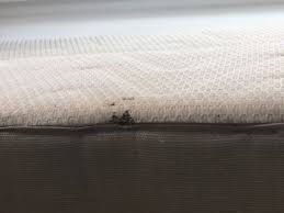 Puce de lit que faire. Comment Les Punaises De Lit Penetrent Chez Moi Et Mon Matelas