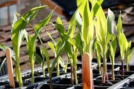 Growing sweetcorn doesn't require complicated if you wait until late may/early june, you can sow seeds directly in the ground where you want it to grow. How To Grow Sweetcorn From Seed