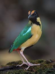 Image result for Entephria polata