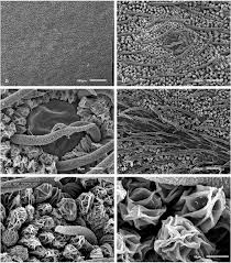 Image result for Diospyros sp. no. 1 sensu FZ