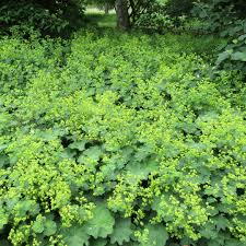 Image result for Alchemilla kiwuensis