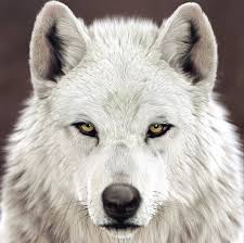 Black And White Wolf Tattoo With Blue Eyes Pin By Fahad Baloch On Wolves Wolf With Blue Eyes White Wolf Wolf Eyes