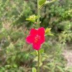 Image result for Hibiscus aponeurus