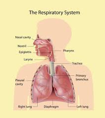 The septum is a thin wall made of cartilage and bone. 30 Facts And Information About Respiratory System For Kids