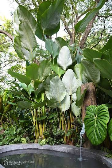 Calathea Lutea Plant Care — Simple Tips for Beginners