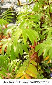 Image result for Hagenia abyssinica