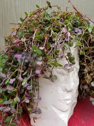 350 x 263 jpeg 29 кб. Pin On Pretty Plants Neat Ideas
