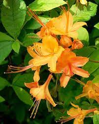 This video will explain where to find azalea trees in minecraft 1.17 and 1.18. Rhododendron Calendulaceum Wikipedia