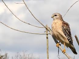 Red Shouldered Hawk Identification All About Birds Cornell