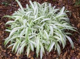 Image result for Carex cognata