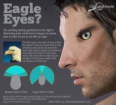 The eagle can probably identify a rabbit moving almost a mile away. What If Humans Had Eagle Vision Live Science