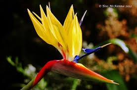 Along streets, also good in xeriscaping. Mandela S Gold Strelitzia Yellow Bird Of Paradise 165 C Flickr