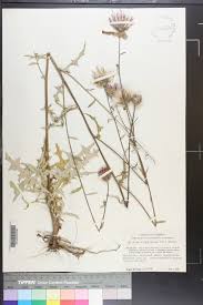 Image result for Rytidosperma davyi