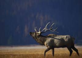 There's no shortage of places to pitch a tent or rent a cabin in pa. Elk And Elk Watchers Have Thrived Despite Coronavirus Pandemic Pittsburgh Post Gazette