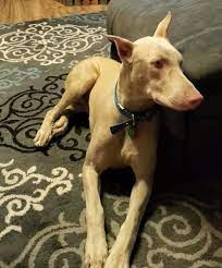 The White Doberman Pinscher Pictures Cost Health And More Doberman Planet