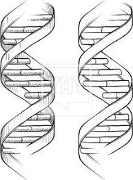 Dna Double Helix Sketch Dna Tattoo Dna Drawing Dna Art