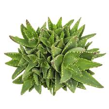 Image result for Aloe nuttii