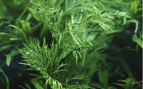 Image result for Ceratopteris