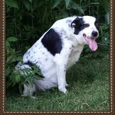 Border collies are athletic, possess exceptional endurance, and thrive with livestock work. Border Collie Puppy For Sale Adoption Rescue For Sale In Hemlock Michigan Classified Americanlisted Com