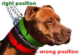 Collars are essential to a dog's safety, especially when it comes to walks and other outdoor activities. How To Attach A Dog Prong Collar Prong Collars Pinch Collars Dog Training Collars Curogan Collars Chain Dog Collars Fur Saver Collars Choke Dog Collars Herm Sprenger Collars Dog Muzzles