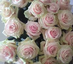 Pink Mondial Standard Rose Roses Flowers By Category Sierra Flower Finder Pink Flores Dalias