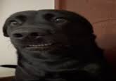 Awkwardly Staring Dogs | Know Your Meme