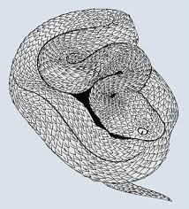 Browse our coiled snake images, graphics, and designs from +79.322 free vectors graphics. Snake Coiled Freehand Drawing Engraving Doodle Flat Stock Vektorgrafik Adobe Stock