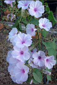 Bush Morning Glory Pale Pink Ipomoea Carnea Bush Morning Glory Pale Pink Ipomoea Carnea Morning Glory Flowers Amazing Flowers Flowers Perennials