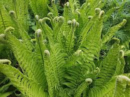 The fern has a trailing nature and its rhizomes grow long and hang down from the pot. Ferns Buying Growing Guide Trees Com