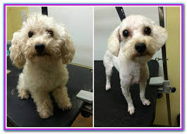 Affordable Dog Grooming Raleigh Nc Reviews On Cheap Dog Grooming In Raleigh Nc Dogtopia Unleashed Aussi Dog Grooming Can Dogs Eat Blueberries Dog Clinic