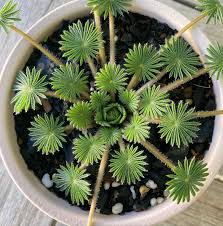 Image result for Halopegia