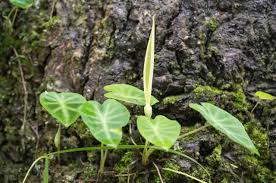 Image result for Remusatia