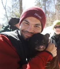 Studying black bears in the wild